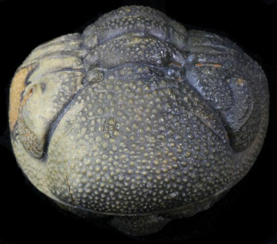Bumpy Enrolled Morocops (Phacops) Trilobite #39460
